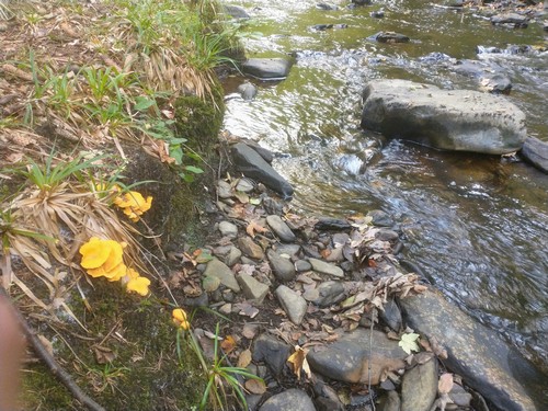 Pfifferlinge am steilen Uferabschnitt; Foto Michael 5.10.23