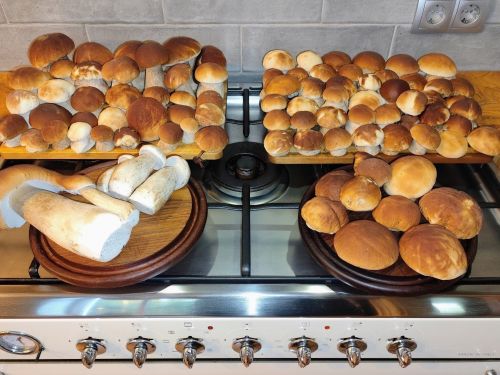 So viele Steinpilze; Foto Michael 26.10.25