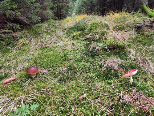 Fliegenpilz und Steinpilz; Foto Michael 13.10.25