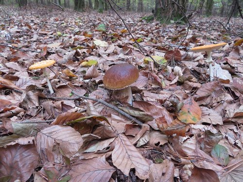 Steinpilz Fliegen Michael 13.10.22