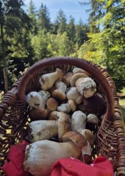 Korb mit Steinpilzen und rotem Tuch; Foto Tim 19.9.25