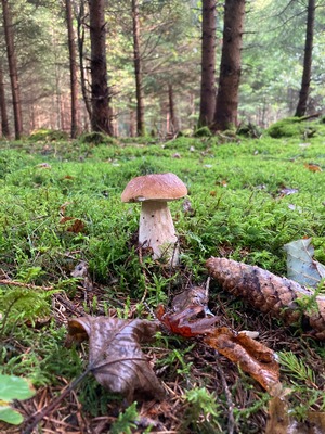 Steinpilz im Fichtenhochwald; Foto © Hans 14.9.23