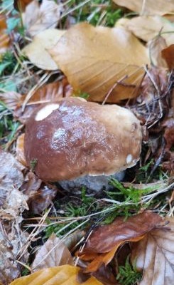 Steinpilz 1; Foto Bodo 27.10.25