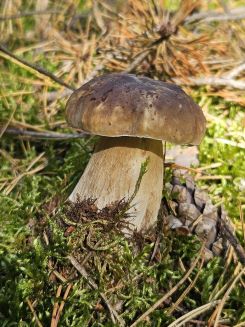 Steinpilz 1; Foto Frank 27.9.25