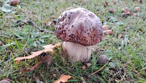 Steinpilz; Foto Helga 31.10.25