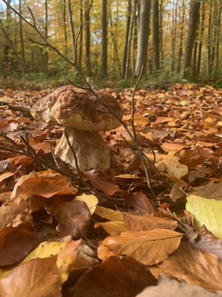 Steinpilz 1; Foto Ingeborg 3.11.23