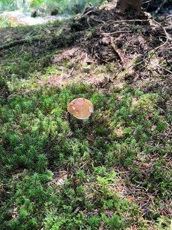 Steinpilz 1; Foto Jörg 19.7.26
