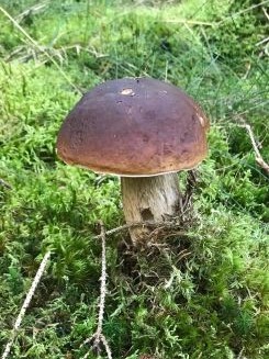 Steinpilz 1; Foto Jürgen 19.9.25 Steinpilz 1; Foto Jürgen 19.9.25