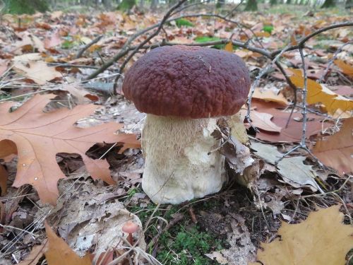 Steinpilz 1; Foto Michael 15.10.25