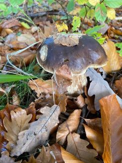 Steinpilz 1; Foto Tobias 26.10.25