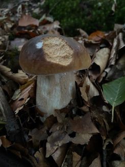 Steinpilz 1; Foto Tobias 11.10.25