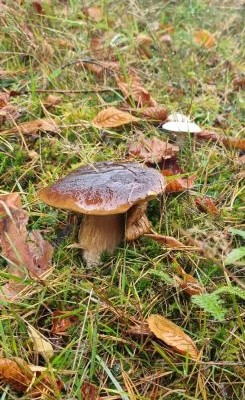 Steinpilz 2; Foto Bodo 27.10.25