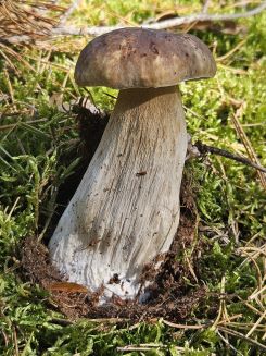 Steinpilz 2; Frank 27.9.25