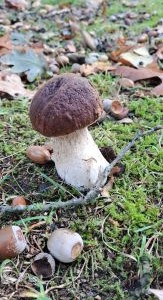 Steinpilz 2; Foto Helga 5.10.25