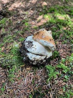 Steinpilz 2; Foto Jörg 19.7.26