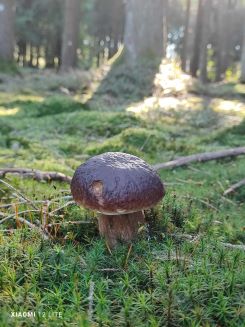 Steinpilz 2; Foto Jürgen 19.9.25 Steinpilz 2; Foto Jürgen 19.9.25