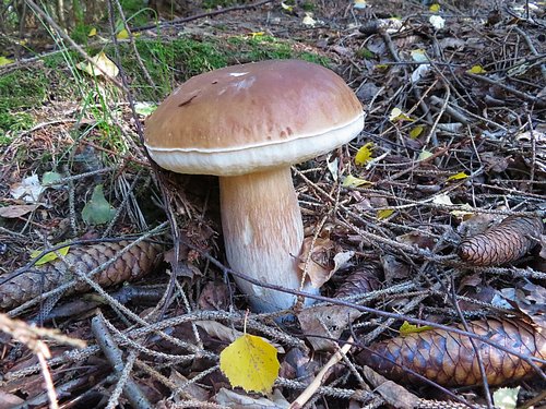 Steinpilz2 ThomasMichael 9.10.22