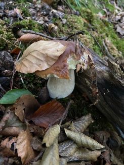 Steinpilz 2; Foto Tobias 11.10.25