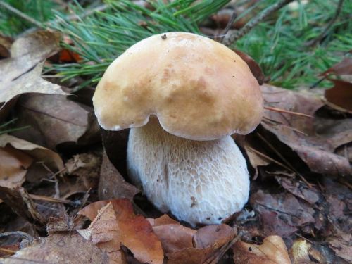 Steinpilz 4; Foto Michael 15.10.25