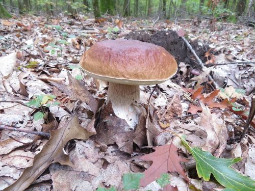 Steinpilz 5; Foto Michael 15.10.25