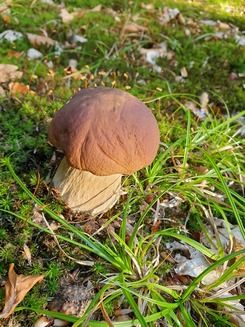 Junger Steinpilz; Foto Agnes 8.9.26