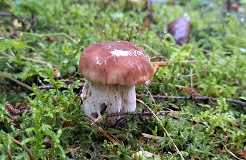 Steinpilz; Foto Andrea 2.11.25