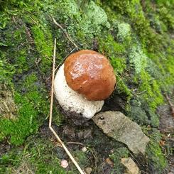 Junger Steinpilz; Foto Antonio 28.10.23