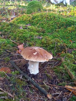 Hoheitlicher Steinpilz im Nadelhochwald; Foto Barbara 29.8.26 Hoheitlicher Steinpilz im Nadelhochwald; Foto Barbara 29.8.26