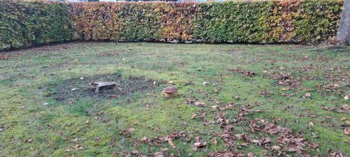 Einsamer Steinpilz; Foto Helga 31.10.25