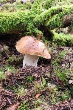 Steinpilz; Foto Bodo 29.10.25