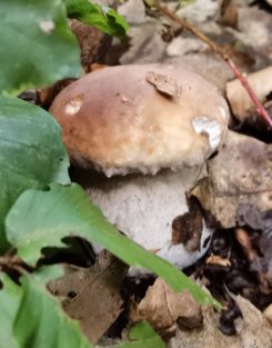 Steinpilz; Foto Claudia 16.9.25