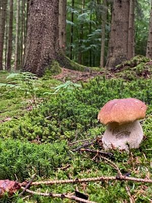 Steinpilz; Foto Dorte 6.9.26 Steinpilz; Foto Dorte 6.9.26