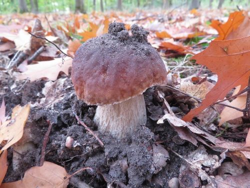 Steinpilz mit Erdkrumen; Foto Michael 17.10.25