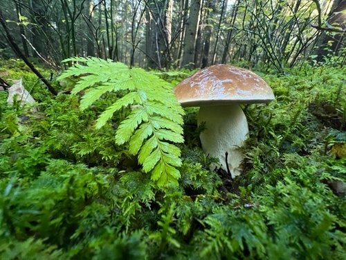 Steinpilz beim Farnkraut; Foto Heiko 19.11.23