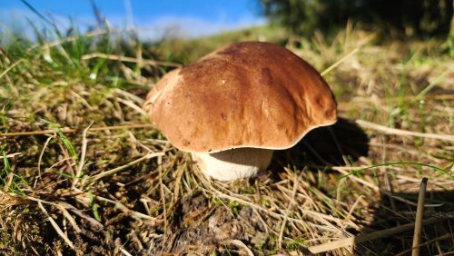 Gedrungener Prachtsteinpilz; Foto Florian 11.10.25 Gedrungener Prachtsteinpilz; Foto Florian 11.10.25
