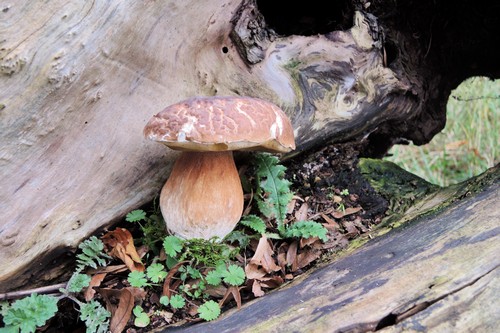 Steinpilz am Stamm; Foto Gisela 4.11.23