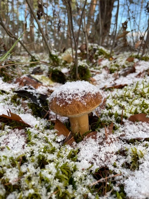 Steinpilz mit Mütze aus Grieselschnee; Foto © Tobias 26.11.23