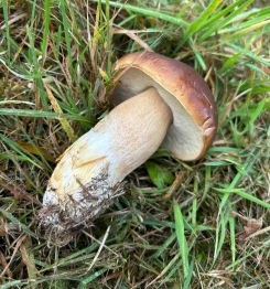 Prachtsteinpilz; Foto Neele 13.10.25