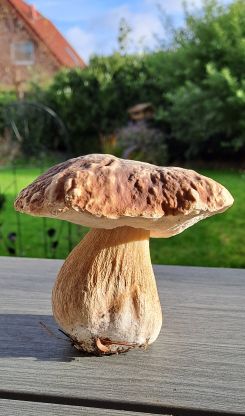 Knackiger Steinpilz; Foto Helga 2.11.25