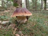 Steinpilz mit Helm statt Hut; Foto Bernd 26.9.24