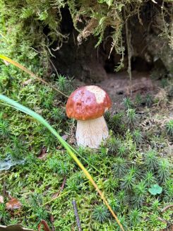 Steinpilz vor dunklen Höhleneingängen; Foto Jörn 19.10.25