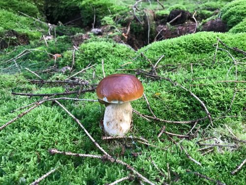 Steinpilz im Moos; Foto Jürgen 11.10.25 Steinpilz im Moos; Foto Jürgen 11.10.25