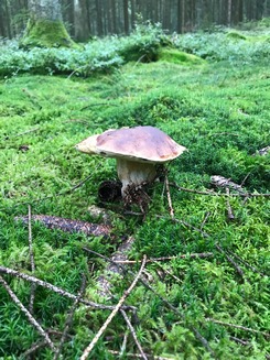 Erhabener Steinpilz im Moos; Foto Jürgen 23.9.23