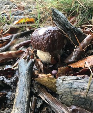 Steinpilz mit total zerklüftetem Hut; Foto Jürgen 5.10.25 Steinpilz mit total zerklüftetem Hut; Foto Jürgen 5.10.25