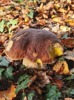Steinpilz; Foto Jürgen 7.11.25 Steinpilz; Foto Jürgen 7.11.25