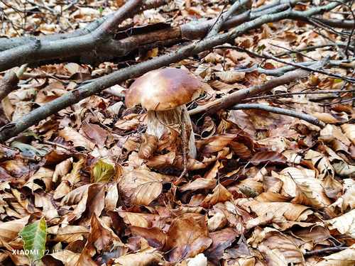 Steinpilz im Laubwald; Foto Jürgen 5.10.23