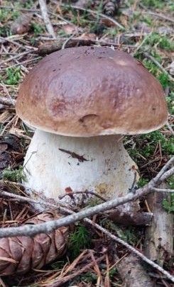 Steinpilz; Foto Margit 14.10.25