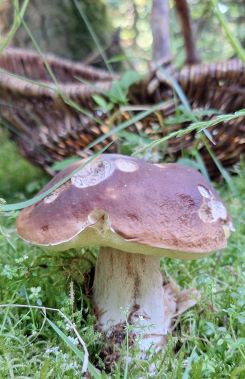 Erster Steinpilz 2024; Foto Michael S. 26.6.24