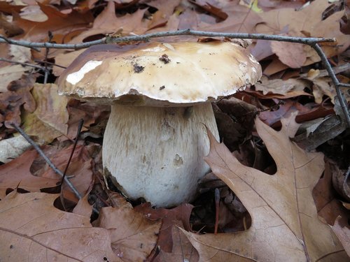 Später Steinpilz im Laubwald; Foto Michael 19.11.23