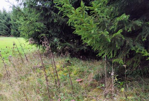 Steinpilz am Fichtenrand; Foto Michael 24.9.25